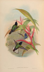 Panoplites jardini = Boissonneaua jardini door John Gould